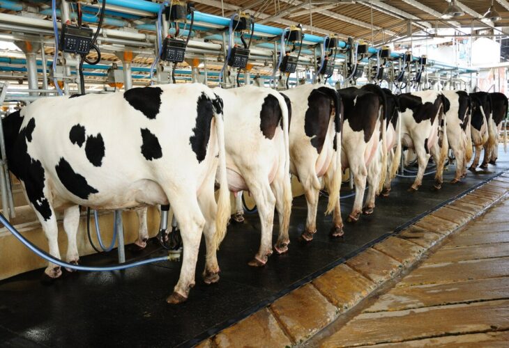 milk production trends in 2024